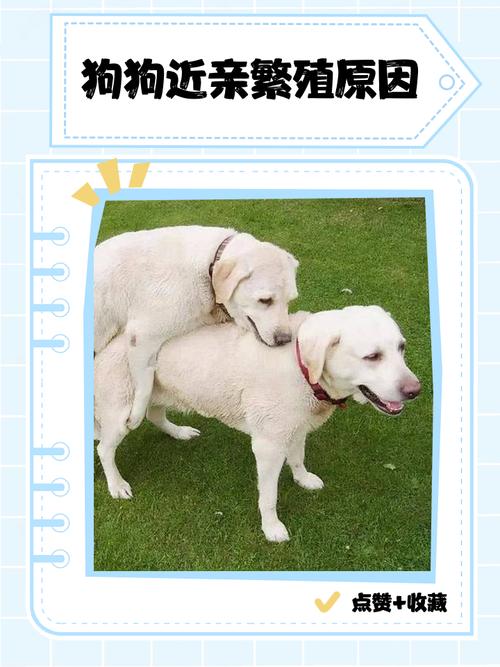 陪伴理解耐心,建立狗狗信任(怎样让小狗亲近你) 陪伴理解耐心,建立狗狗信任(怎样让小狗亲近你)