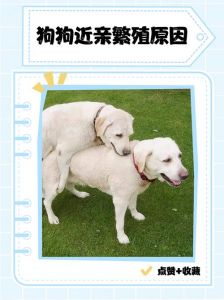 陪伴理解耐心，建立狗狗信任（怎样让小狗亲近你）