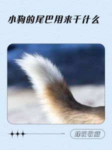 平衡感知闻味，很重要！（小狗要用尾巴做什么）