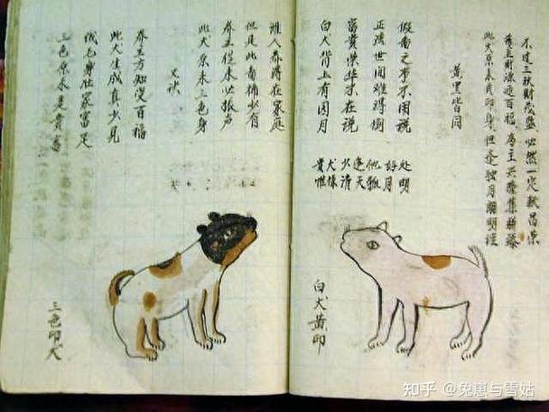 听叫声看行为,选对土狗保平安(相狗经专看土狗图解) 听叫声看行为,选对土狗保平安(相狗经专看土狗图解)