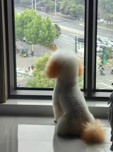 宠物拟人朋友圈爆火，幽默背后隐忧多（起猛了看到小狗的朋友圈了）