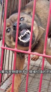 小狗咬人怎么办？解决小宠坏习惯（小狗不让人碰一碰就咬人）
