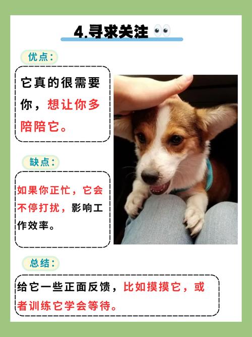 德牧拉布拉多等品种守护你(愿意做主人的小狗吗) 德牧拉布拉多等品种守护你(愿意做主人的小狗吗)