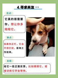 德牧拉布拉多等品种守护你（愿意做主人的小狗吗）