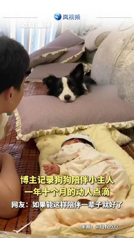狗狗忠诚守护,感知关爱,带来温暖与慰藉(狗狗伺候主人的日常生活) 狗狗忠诚守护,感知关爱,带来温暖与慰藉(狗狗伺候主人的日常生活)