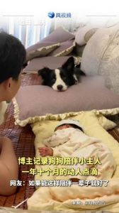 狗狗忠诚守护，感知关爱，带来温暖与慰藉（狗狗伺候主人的日常生活）