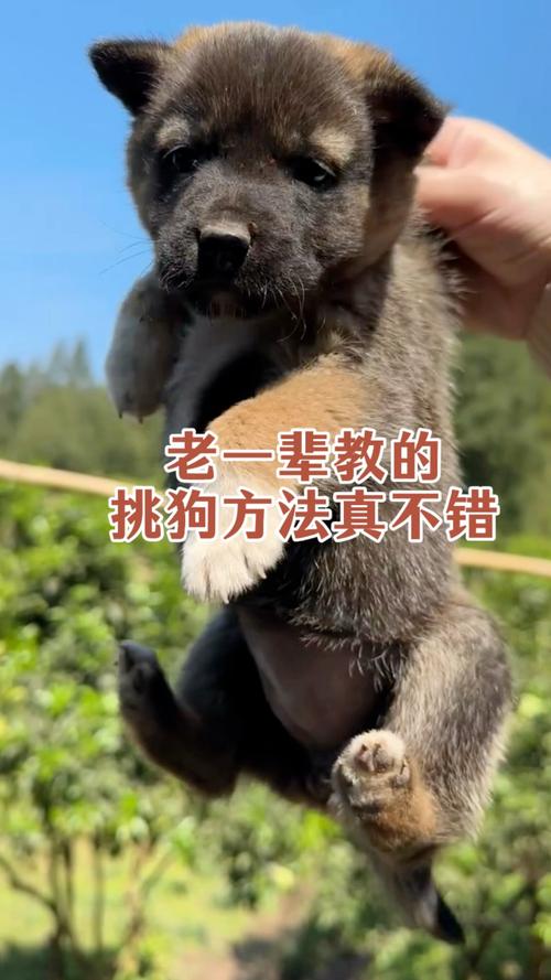 选狗看头型耳鼻腿,性格稳定不易病!(老一辈怎么挑狗) 选狗看头型耳鼻腿,性格稳定不易病!(老一辈怎么挑狗)