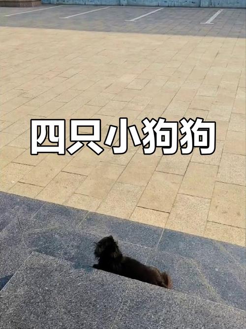 家里添四只小狗,甜蜜负担与责任!(生4条小狗好不好) 家里添四只小狗,甜蜜负担与责任!(生4条小狗好不好)