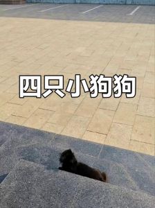 家里添四只小狗，甜蜜负担与责任！（生4条小狗好不好）