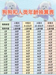 狗狗5岁相当于人类56-57岁（狗子5岁相当于人几岁）