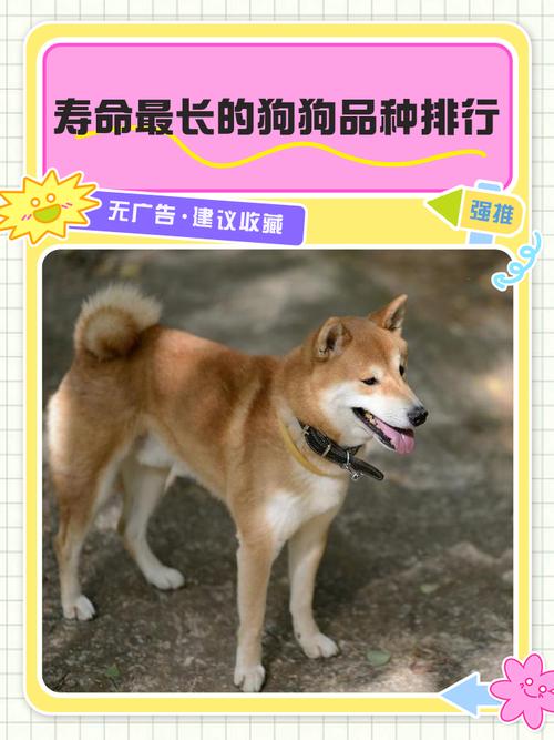 1年等于人类多少岁?(狗活一年相当于人活几年) 1年等于人类多少岁?(狗活一年相当于人活几年)