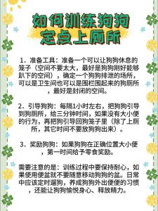 耐心正向引导，帮小狗养成上厕所好习惯（怎么教小狗上厕所）