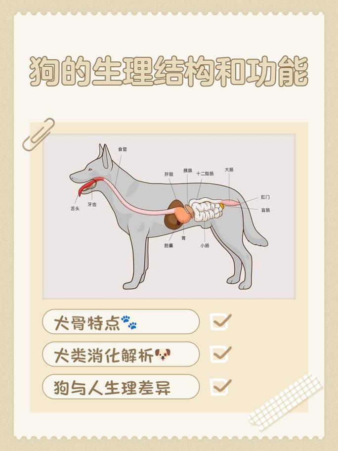 狗狗弓腰警惕病,精神萎靡快就医!(狗子换腰是犬瘟吗) 狗狗弓腰警惕病,精神萎靡快就医!(狗子换腰是犬瘟吗)