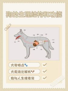 狗狗弓腰警惕病，精神萎靡快就医！（狗子换腰是犬瘟吗）