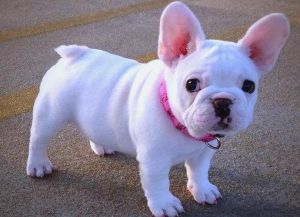 选对人宠伴侣犬，让生活更美好（世界上最温顺的狗）