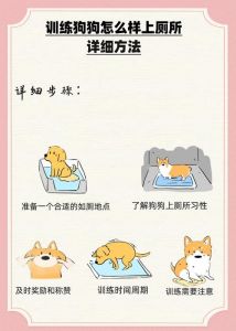 教两岁狗定点上厕所，选固定地，耐心引导，奖励纠正（教我怎样教两岁狗狗选择会上厕所）