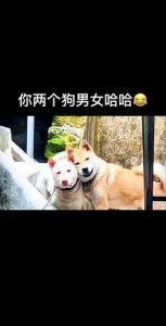 情侣互叫昵称，增进感情更亲密（对男朋友叫小狗）