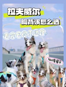 敏感犬胸背配件，分散压力，注意使用方法！（狗狗胸背有哪几种怎样挑选）