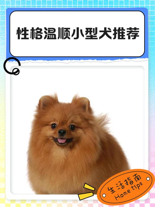 金毛拉布拉多等适合家庭(怎么样的狗温顺点) 金毛拉布拉多等适合家庭(怎么样的狗温顺点)