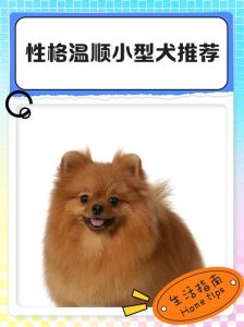 金毛拉布拉多等适合家庭（怎么样的狗温顺点）