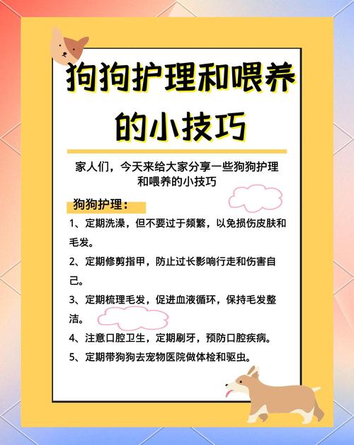 科学喂养细致护理,养狗责任重大(对女朋友小狗怎么养) 科学喂养细致护理,养狗责任重大(对女朋友小狗怎么养)