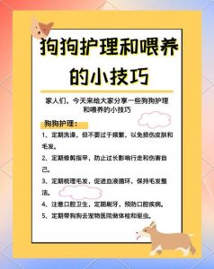 科学喂养细致护理，养狗责任重大（对女朋友小狗怎么养）