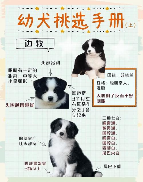 健康性格场景全考虑(选狗的正确方法和技巧) 健康性格场景全考虑(选狗的正确方法和技巧)