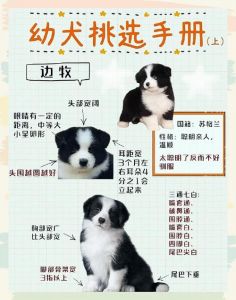 健康性格场景全考虑（选狗的正确方法和技巧）