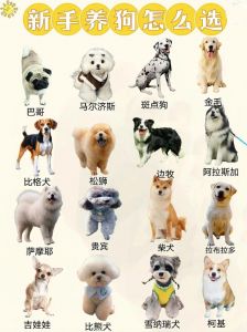 比熊马尔泰适合都市，柯基柴犬需考虑（宠物狗哪种好）