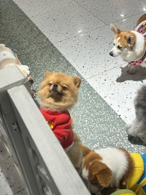 猫狗转盘口诀,汪汪队学乘法,有趣好玩!(猫猫狗狗大转盘口诀) 猫狗转盘口诀,汪汪队学乘法,有趣好玩!(猫猫狗狗大转盘口诀)