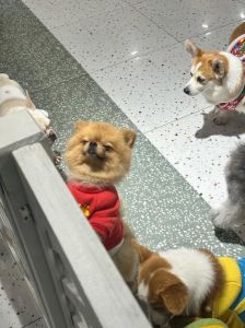 猫狗转盘口诀，汪汪队学乘法，有趣好玩！（猫猫狗狗大转盘口诀）