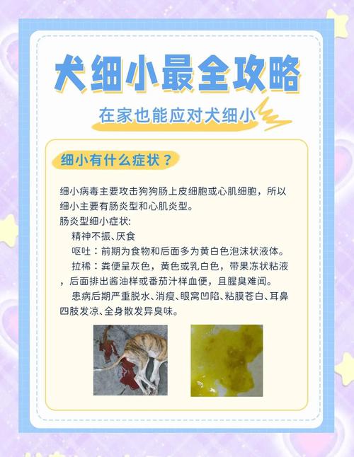呕吐腹泻致命,及时治疗是关键(狗狗细小怎么样才好) 呕吐腹泻致命,及时治疗是关键(狗狗细小怎么样才好)