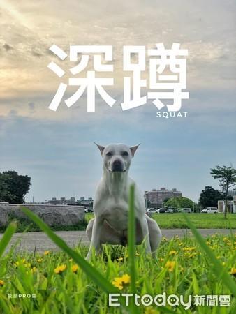 女王狗狗温情互动,治愈小动物日常(深蹲女王狗子什么梗) 女王狗狗温情互动,治愈小动物日常(深蹲女王狗子什么梗)