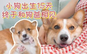 陈枝与神秘灵犬爸爸的奇幻故事（小狗过来叫爸爸by词枝）