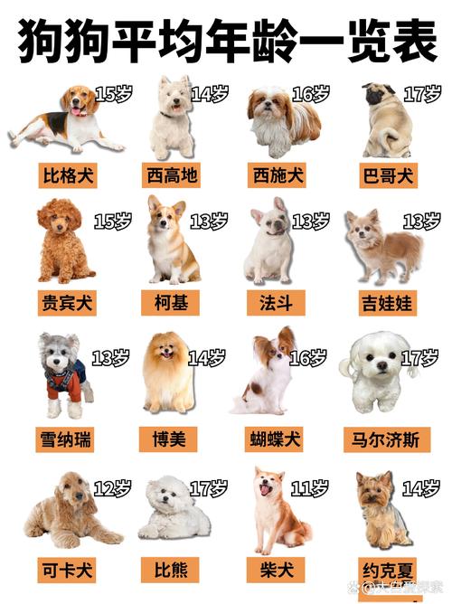 选对狗狗很关键,别让掉毛和捣乱糟心(小狗的品种及图片) 选对狗狗很关键,别让掉毛和捣乱糟心(小狗的品种及图片)