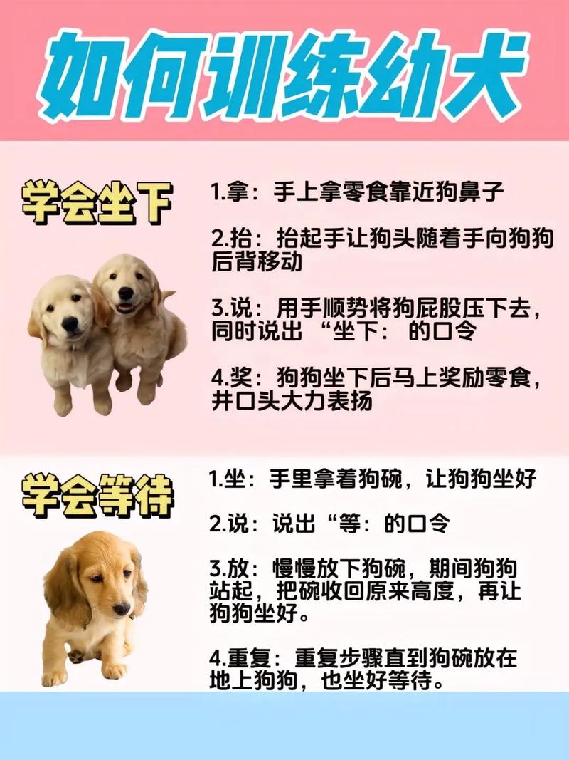 寻找走失狗黄金72小时妙招(怎么才能抓得到狗狗) 寻找走失狗黄金72小时妙招(怎么才能抓得到狗狗)