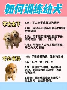 寻找走失狗黄金72小时妙招（怎么才能抓得到狗狗）