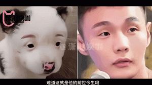 《极限挑战》狗狗撞脸爆笑！罗志祥温情互动，警犬魅力尽显（极限挑战狗狗撞脸是哪一期）