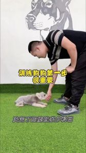 19个狗狗训练技巧，提升主人与爱宠的关系！（狗狗训练19个技巧）