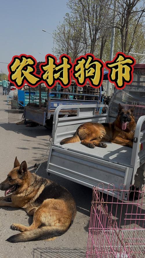警惕狗市便宜狗,健康风险高,养前多了解!(狗市的狗能养活吗) 警惕狗市便宜狗,健康风险高,养前多了解!(狗市的狗能养活吗)