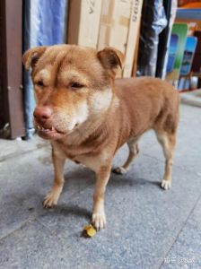 地府温和狗头人，性格与余小c形成鲜明对比（捞月狗子琦长什么样）