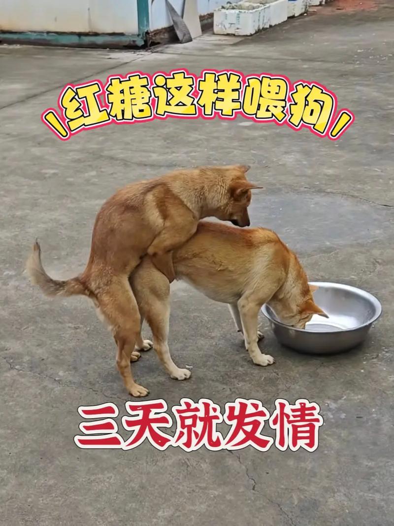 象征家与安宁,警惕冲突,提示珍惜友情与机遇(梦到自己养了一只大狗) 象征家与安宁,警惕冲突,提示珍惜友情与机遇(梦到自己养了一只大狗)