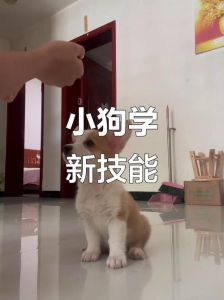 零食诱导，口令奖励（怎么教小狗握手）