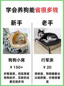 避坑实用小贴士（新手如何养狗）
