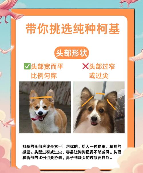 选狗看性格健康,选只亲人健康好伙伴(如何看挑选小狗) 选狗看性格健康,选只亲人健康好伙伴(如何看挑选小狗)