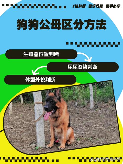 本能行为,有利有弊需注意(狗狗可以和自己的后代繁衍吗) 本能行为,有利有弊需注意(狗狗可以和自己的后代繁衍吗)