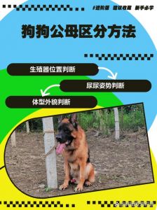 本能行为，有利有弊需注意（狗狗可以和自己的后代繁衍吗）