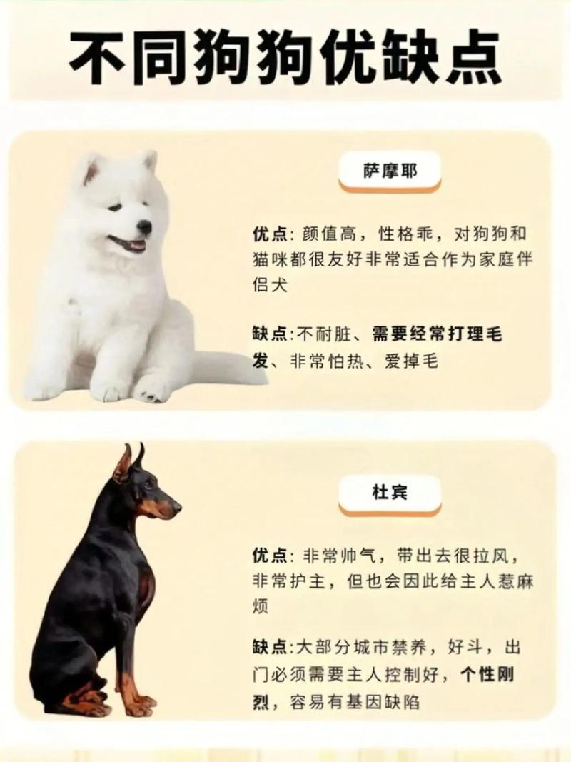 健康活泼选适合,长期养狗早准备(家里如何挑选宠物狗) 健康活泼选适合,长期养狗早准备(家里如何挑选宠物狗)
