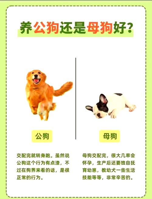 母狗择偶有讲究,颜值基因性格都不错过(狗狗会自己挑选老公吗) 母狗择偶有讲究,颜值基因性格都不错过(狗狗会自己挑选老公吗)
