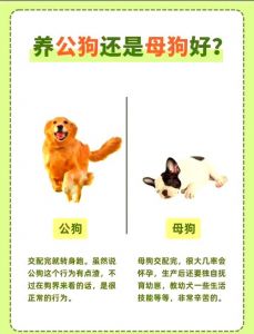 母狗择偶有讲究，颜值基因性格都不错过（狗狗会自己挑选老公吗）